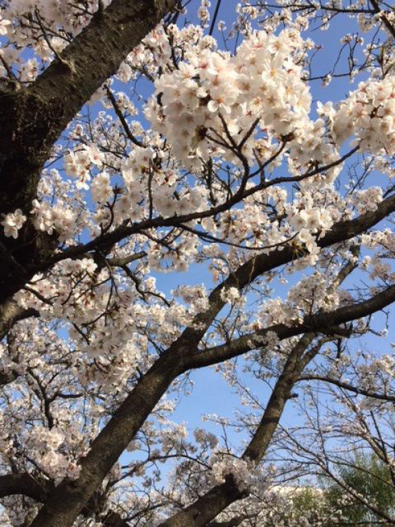 桜は毎年見ていたい